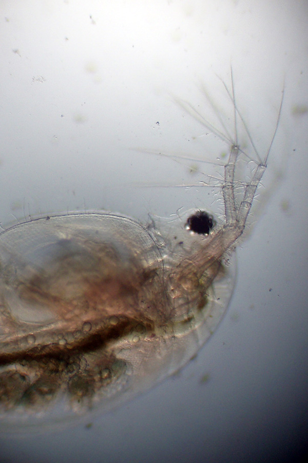 Daphnia (Daphnia) obtusa